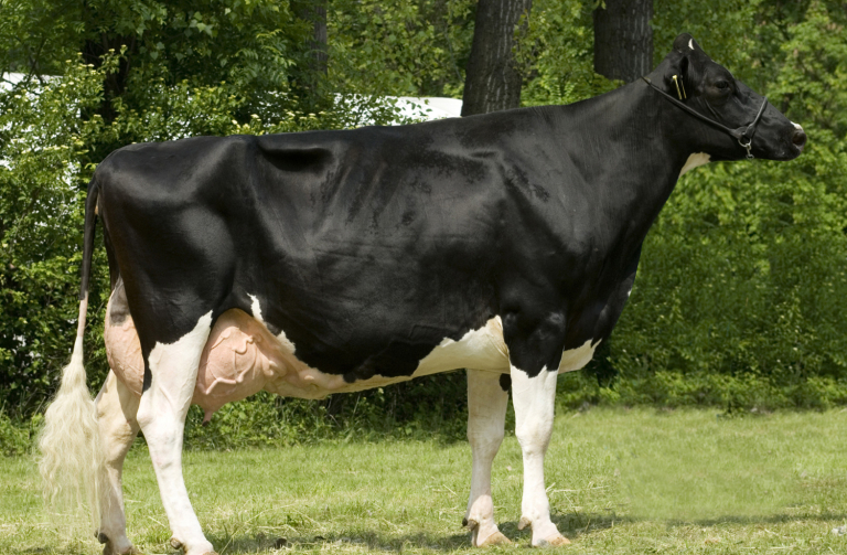 ZOD Brniště patří mezi nejlepší chovatele mléčného skotu v České republice